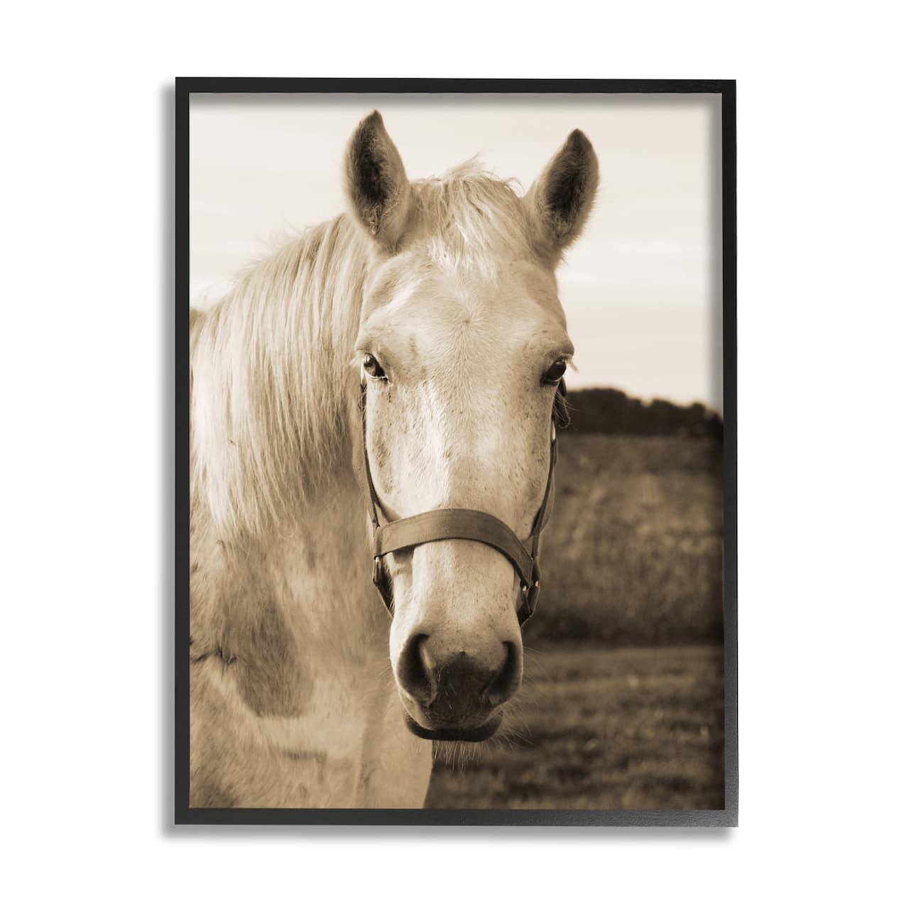 Stupell Industries Rustic Sepia tone Portrait of White Horse in Black Frame Wall Art